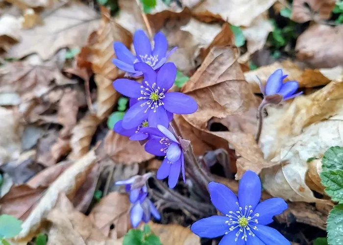 Homestay Apartmany Krivoklat